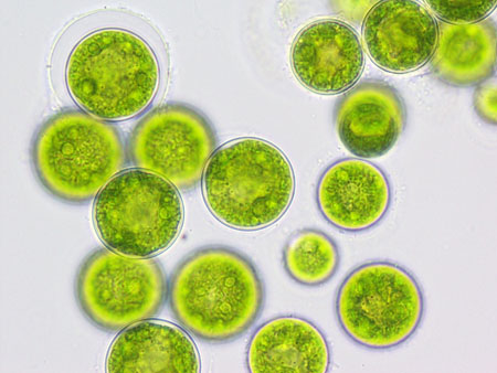 Fournir de nouveaux ingrédients alimentaires de microalgae en 2022